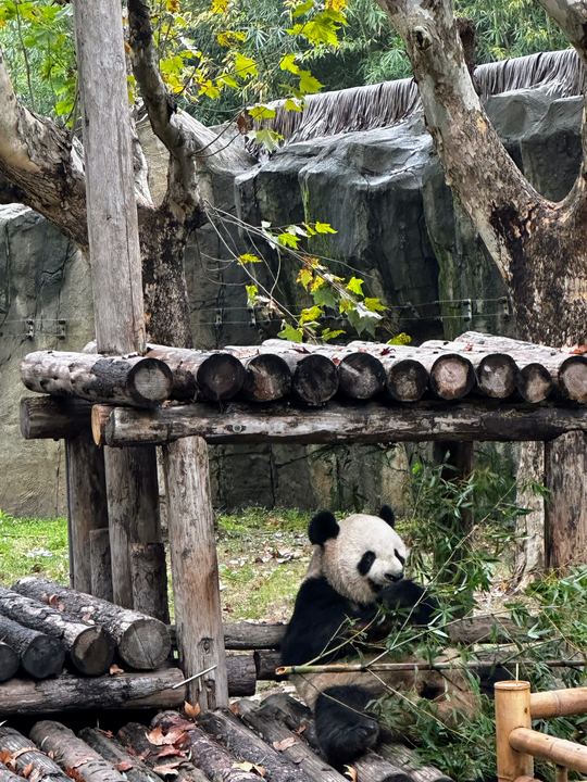 Giant panda, Shanghai Wild Animal Park