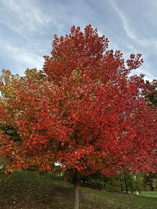 Autumn on Mount Royal